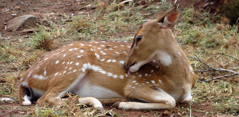 Horsley_Hills_Animal_Complex_Deer